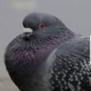 Abigfatpigeon