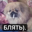 ШПИЦ КУРИЛЬЩИКА