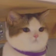 小王裂开（波西亚打工版）