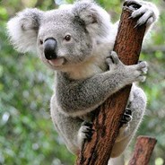ThickKoala