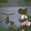 FREAKS's avatar