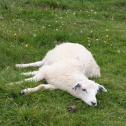 Sheep