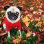 _AutumnPug_