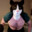 Mr. Meowsalot