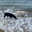 Double Doggy