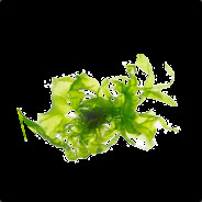Algae