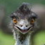 Emu