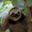 Slothless