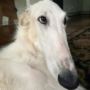 НосатыйСуходрист