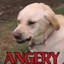 AngeryGuy ***********