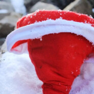 残雪压枝犹有桔