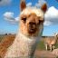 Alpaca