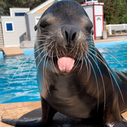 bison - steam id 76561199529813604