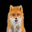 Kurama Kitsune