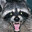 MoonRaccoon