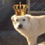 king charles