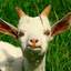 young goat