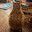 Orange Cat Standing