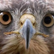 Hawk