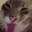 17 gatos num sobretudo