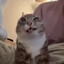 I wuf u