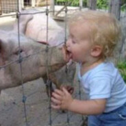 小鲤鱼大战光头强