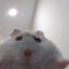 Shpoorky