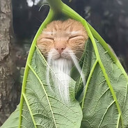 技术不强的梦梦