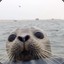 Curious Seal