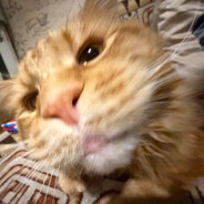 СЕКСИШПЕКСИ