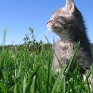 catscatsmeow avatar