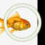 VQ (machina fish from ph)