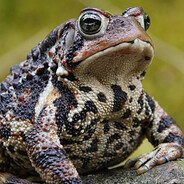 MICHAGAN BUSH TOADS REVENGE