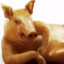 Oink Oink
