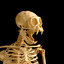 Gibbon Skeleton