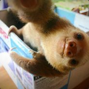 Huggable Sloth