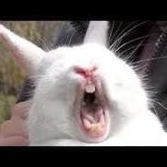 JebacStareBabyPradem