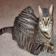 Chieth Keith
