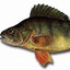 bibanul