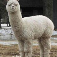 国家一级喜剧演员