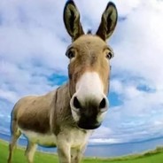 毛驴子