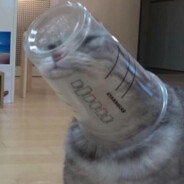 Cupcat