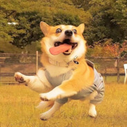 小马谷突破手紫悦