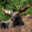 Moose