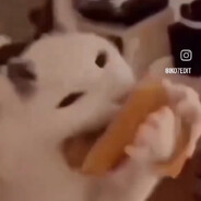 vooring my hees Steam avatar