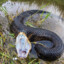 Water Moccasin