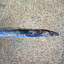 Beltfish
