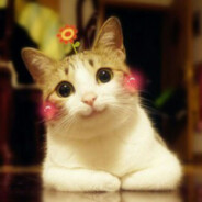 猫仔ฅ^•ᴗ•^ฅ