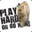 Play Hard Fat Cat