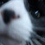 zorro